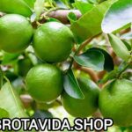 Descubre Cómo Sembrar una Mata de Limón: Guía Completa para el Cultivo Exitoso