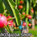 Cómo Sembrar una Mata de Pitahaya: Guía Completa para el Cultivo