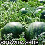¿Cómo Sembrar una Mata de Sandía? Guía Completa para Cultivarla en Casa