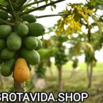 Guía Completa: ¿Cómo Sembrar una Mata de Papaya de Forma Exitosa?