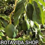 ¿Cómo Sembrar una Mata de Aguacate? Guía Completa para Cultivarla
