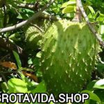 Cómo Sembrar una Mata de Guanábana: Guía Completa para Cultivarla