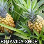 ¿Cómo Sembrar una Mata de Piña en Casa? Guía Completa de Cultivo