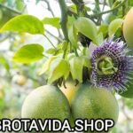 ¿Cómo Sembrar una Mata de Maracuyá? Guía Completa para Cultivarla