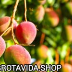 Guía Definitiva: ¿Cómo Sembrar una Mata de Mango en Casa?