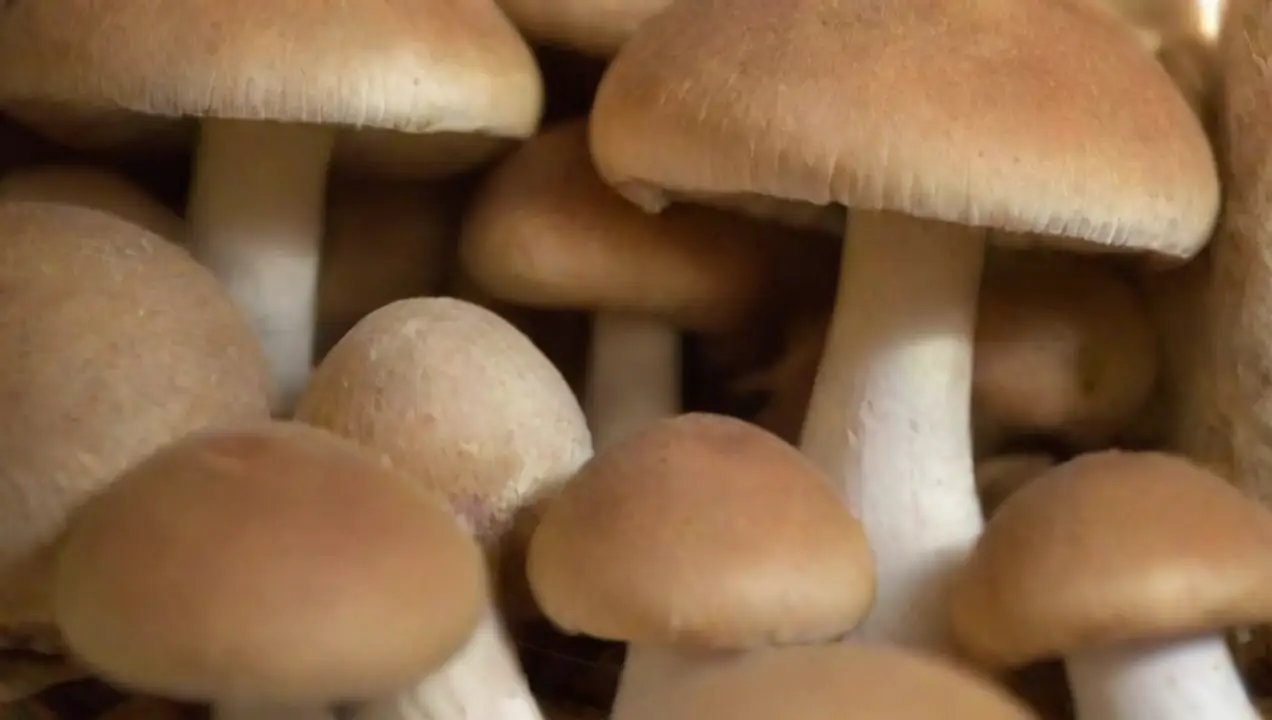 Hongos como fuente de proteínas en la dieta vegana de Hongos ideales para dietas veganas: nutrición y sabor óptimos