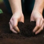 Guía de pruebas de suelo para invernaderos: métodos y beneficios