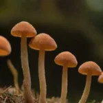 El papel de las esporas en el ciclo de vida del hongo