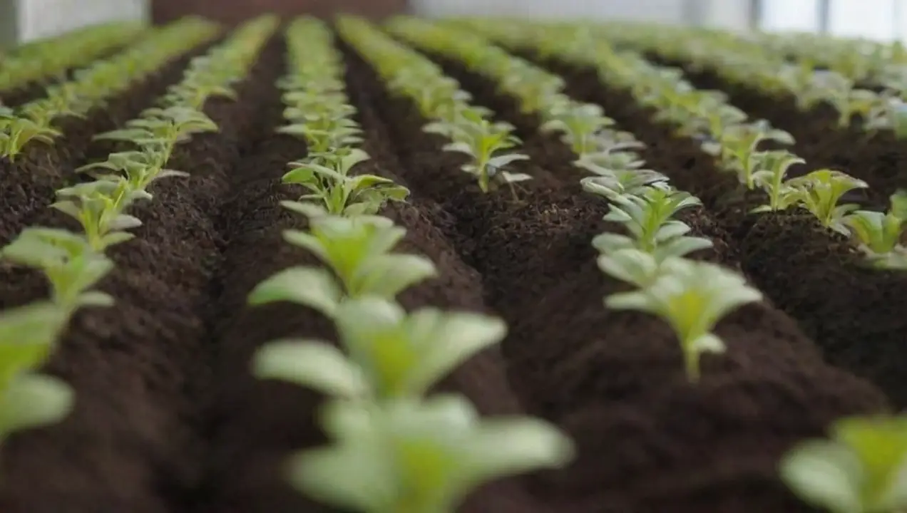 Tipos de sustratos para cultivo de Sustrato ideal por cultivo para obtener el mejor rendimiento