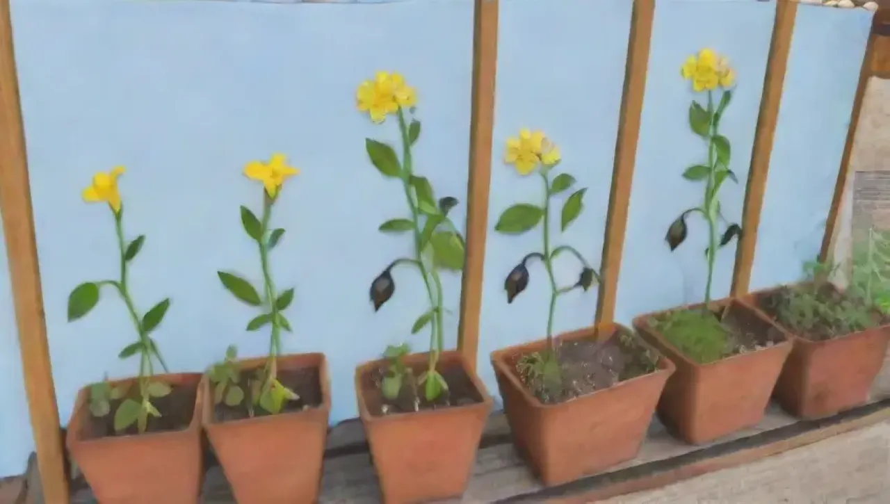 Un jardín vibrante con plantas de guisantes, flores amarillas, legumbres y mariposas bajo un cielo azul