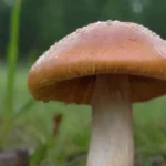 Impacto de los ciclos de lluvia en el crecimiento de hongos