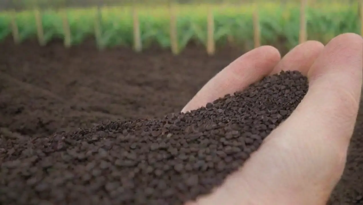 Condiciones Climáticas: Un Factor Decisivo de Aspectos claves al elegir semillas para tu ciclo de cultivo