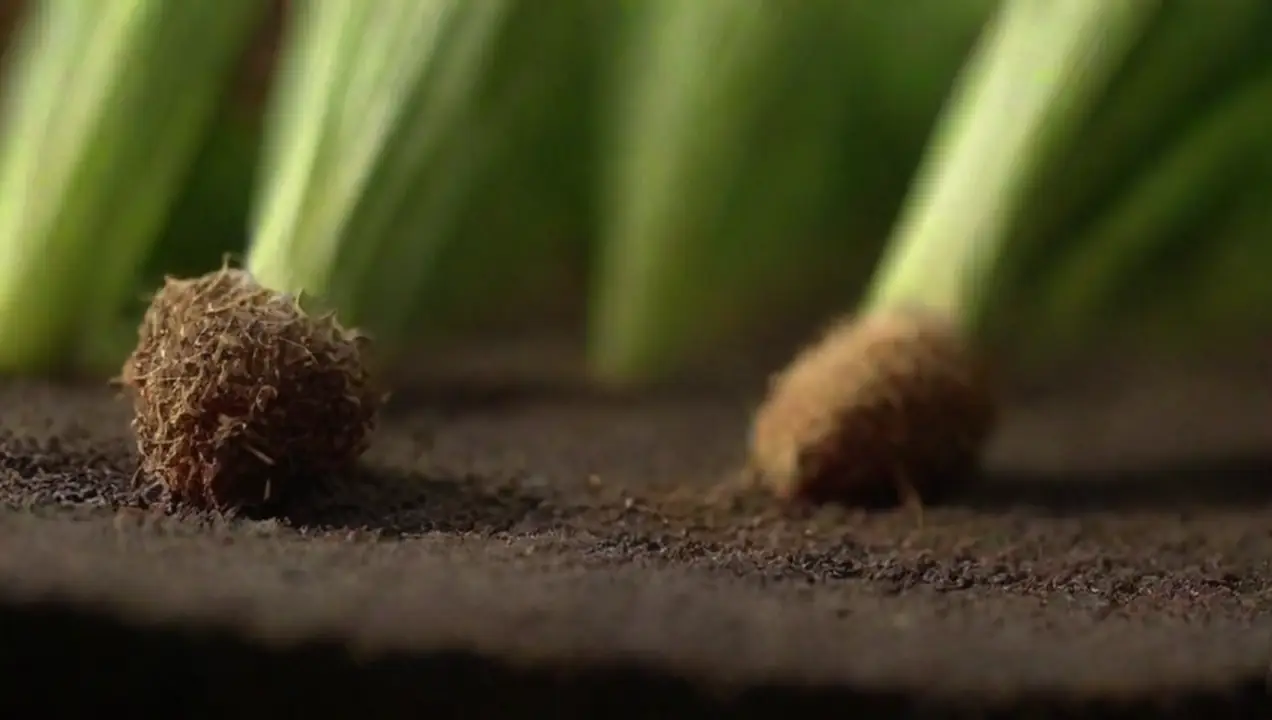 Herramientas y técnicas para el diagnóstico de problemas en los cultivos de Cómo hacer un diagnóstico de problemas en el cultivo