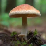 Acciones a tomar ante una infestación de plagas en hongos