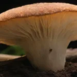 Especies más comunes para la producción de micelio