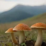 Cómo incorporar hongos medicinales en tu dieta diaria