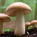 Hongos cultivados: definición y método de producción agrícola