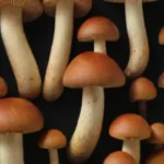 Guía para identificar hongos comestibles y reducir riesgos