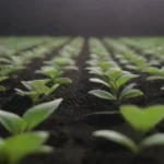 Guía de sustratos recomendados para cultivo comercial