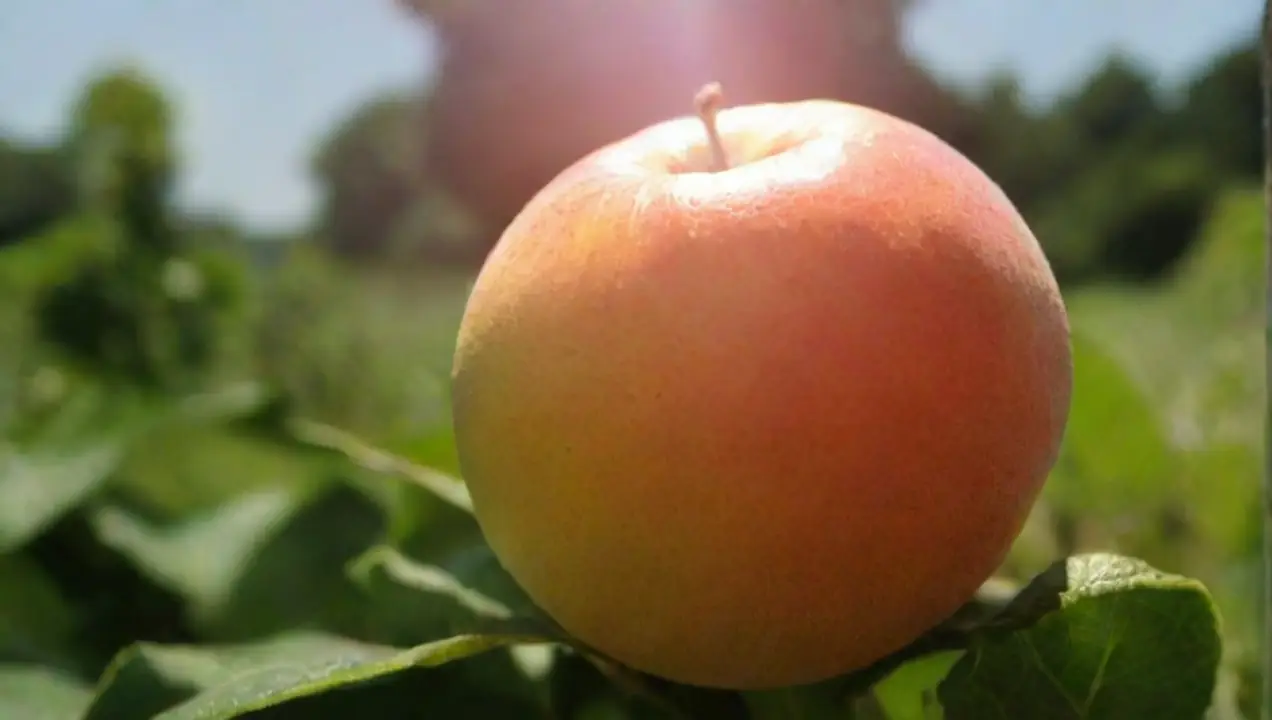 La luz solar y su efecto en la productividad frutal de Qué factores ambientales influyen en la fructificación