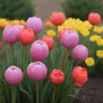 Plantas coloridas requieren luz