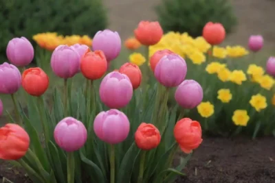 Plantas coloridas requieren luz