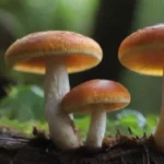Qué diferencias hay entre los hongos frescos y secos