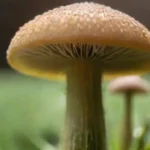 Guía completa y eficaz para cultivar a partir de esporas