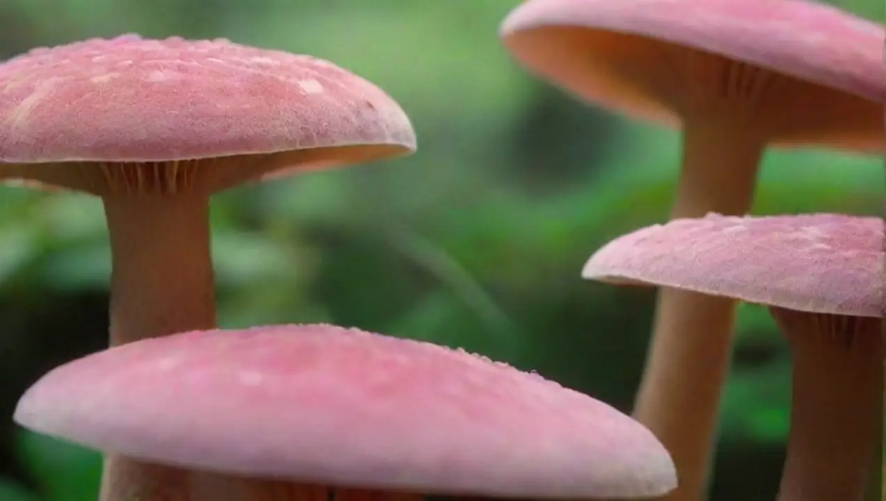 Hongos medicinales y su potencial anticancerígeno de Cáncer y hongos: Su papel en tratamiento y prevención