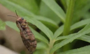 Guía integral para jardinería autosuficiente y saludable