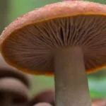 Perfil nutricional y beneficios de los hongos medicinales