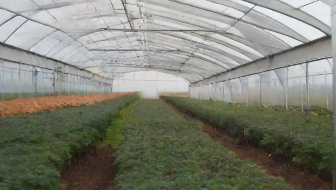 Uso de invernaderos y casas de cultivo de Técnicas para calentar un cultivo de hongos en invierno
