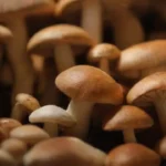Almacenamiento adecuado de hongos para conservar sus propiedades