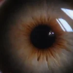 Cuáles son las características de un buen inóculo
