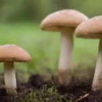 Variedades y Usos de Hongos Cultivables en Agricultura