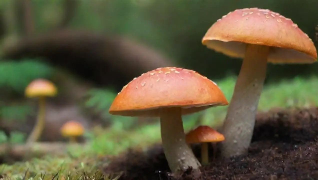 Tipos de hongos y sus efectos en el bienestar emocional de Los hongos: pueden ser aliados en el bienestar emocional