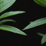 Sustratos a evitar para el cuidado óptimo de las plantas