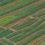 Campos verdes con cultivos diversos y sostenibles