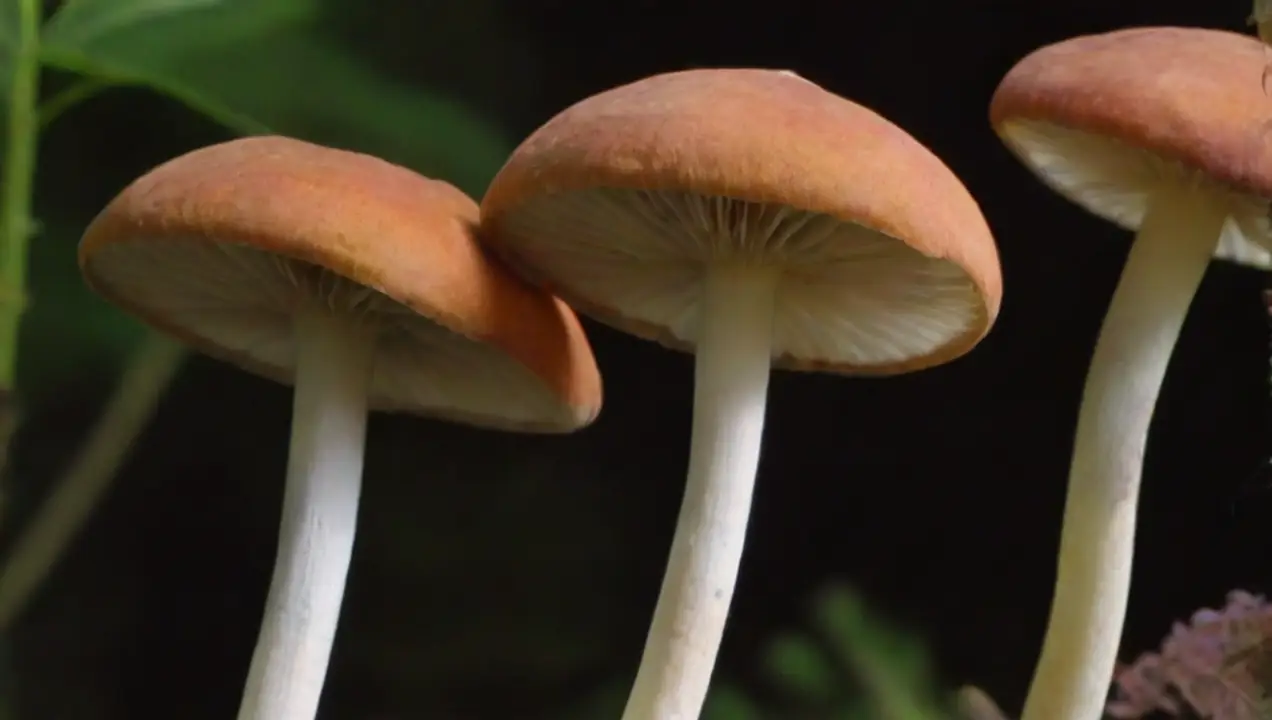 Hongos medicinales y sus beneficios de Cómo se utilizan los hongos en la terapia alternativa