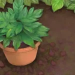 Cómo influye la variedad de planta en el cuidado post-injerto