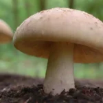 Errores comunes al preparar sustratos para cultivos de hongos