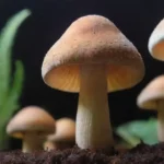 Cómo elegir el sustrato ideal para cultivar hongos