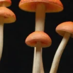 Beneficios de los hongos en la salud cardiovascular y la dieta
