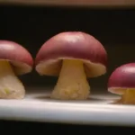 Cómo evitar que los hongos se estropeen en la nevera