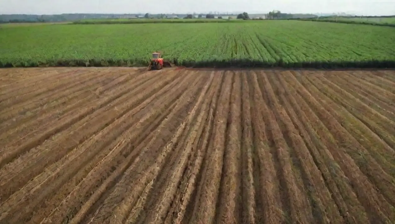 La agricultura convencional y su implementación de Métodos de cultivo ideales para diversos cultivares agrícolas