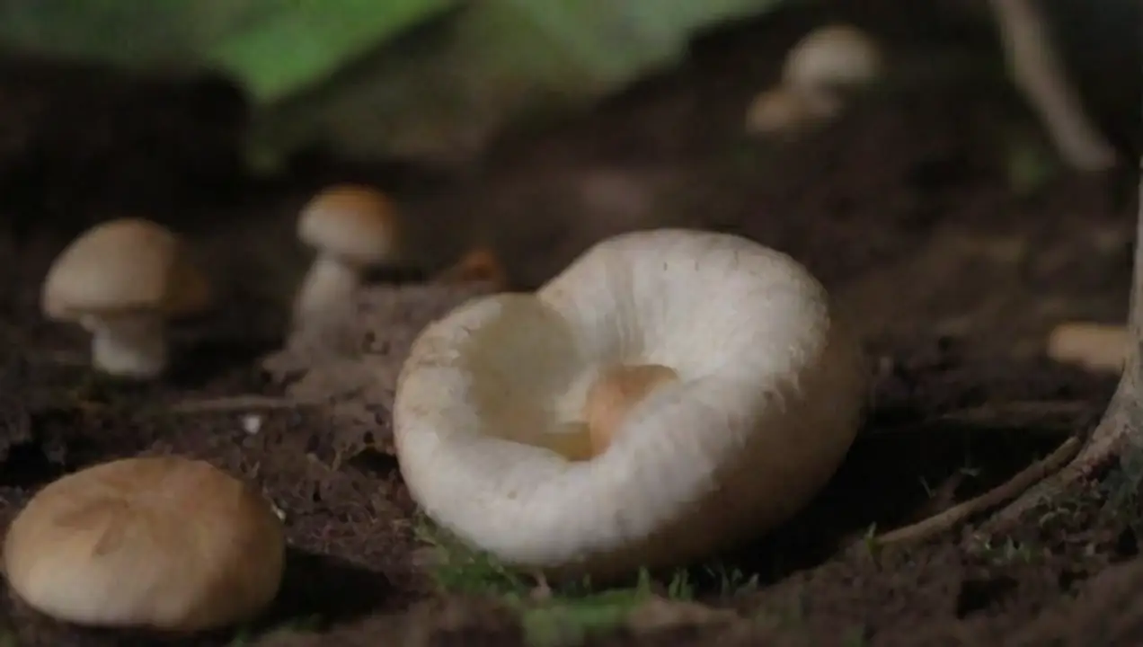 Tipos de residuos generados en el cultivo de hongos de Guía práctica para el desecho de residuos de cultivo de hongos