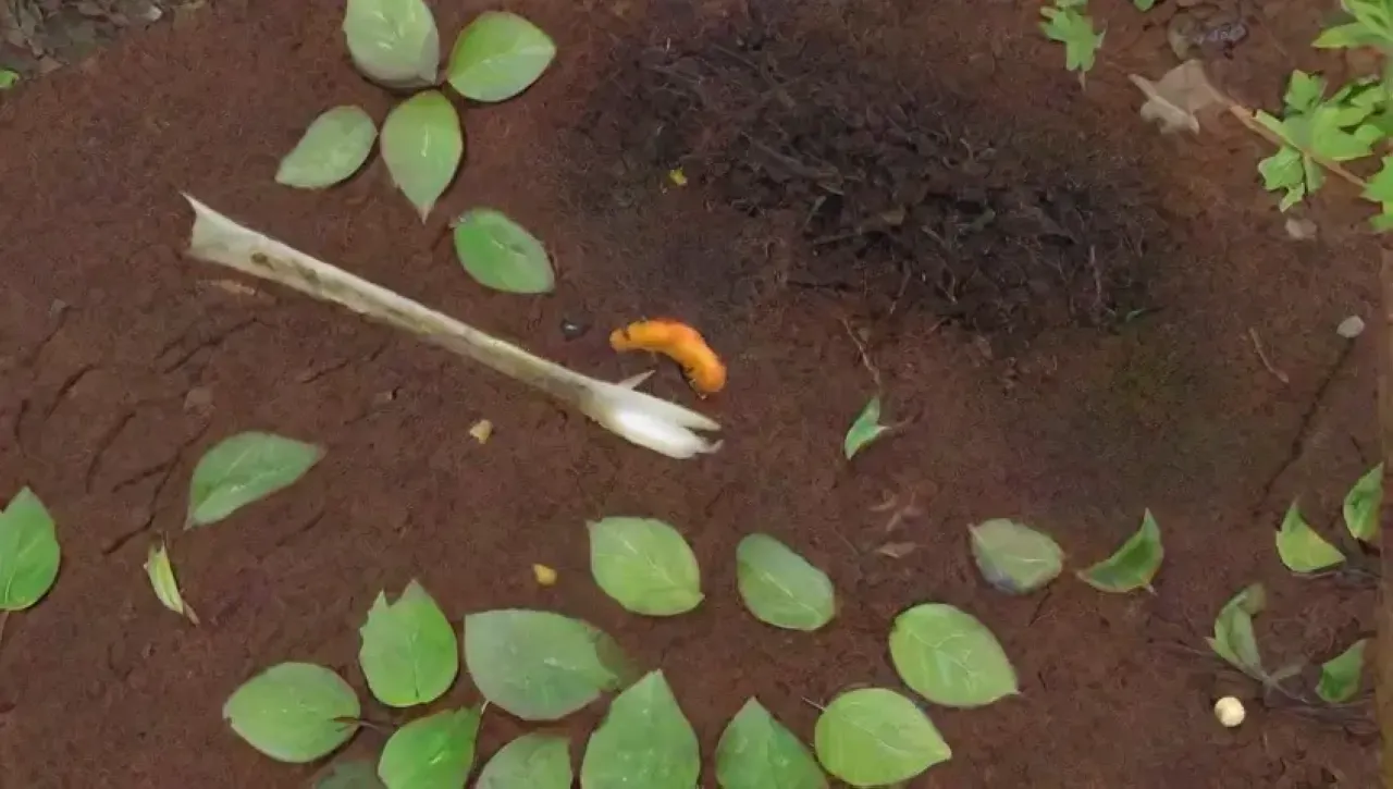 Un ecosistema vibrante y equilibrado de vida y descomposición