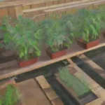 Los invernaderos: son una solución viable para el cultivo orgánico