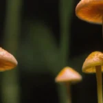 La influencia de la variabilidad genética en hongos