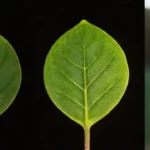 Impacto de la luz en el crecimiento de plantas en diversos sustratos